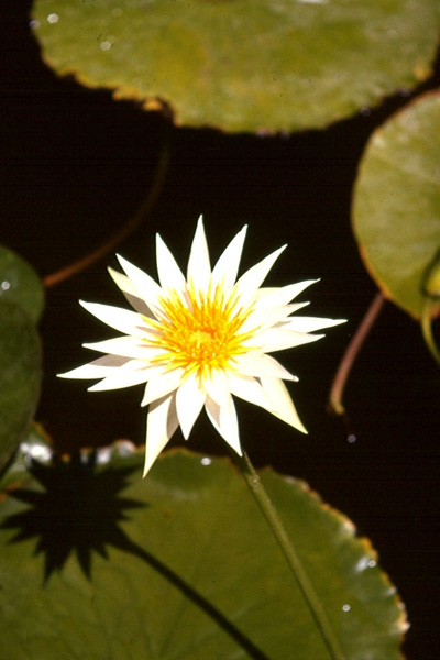 N flavo-virens Toluca Mex syn N gracilis in the wild